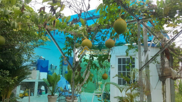 Chính chủ cần cho thuê gấp biệt thự nhà vườn đẹp tại huyện bình chánh tp hcm